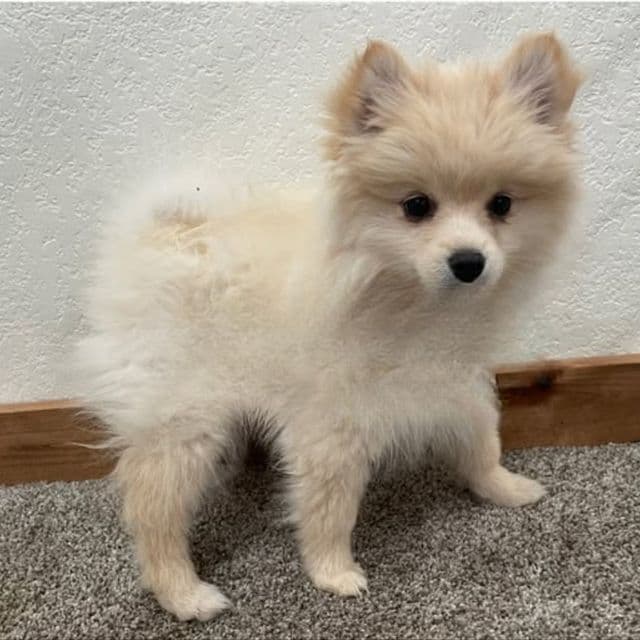 Pua - Pomsky Male