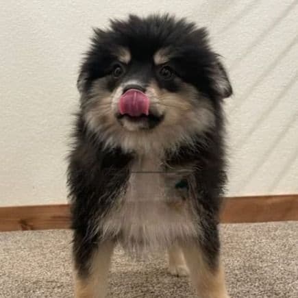 Maui - Pomsky Male