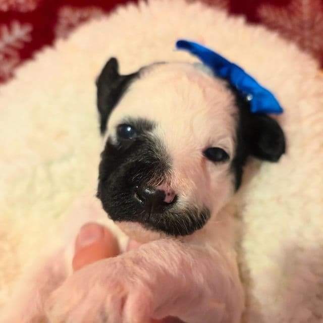 Eve-mini - Portidoodle Female