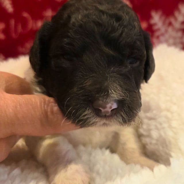 Kringle- mini - Portidoodle Male