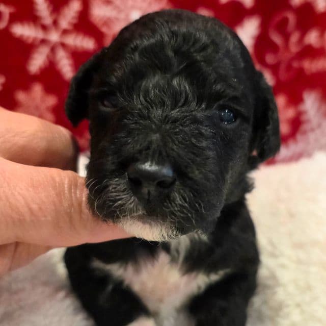 Coal- mini - Portidoodle Male