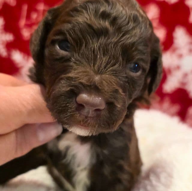 Jingle- mini - Portidoodle Male