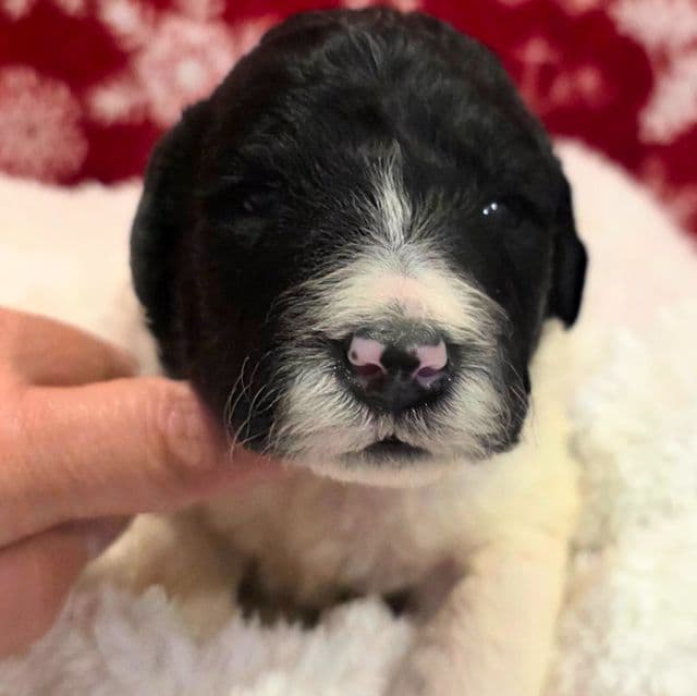 Yeti- mini - Portidoodle Male