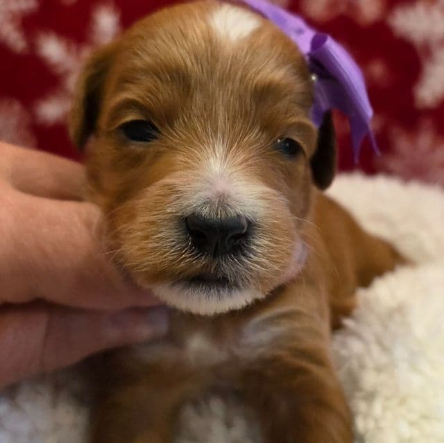 Vixen-mini - Goldendoodle Female