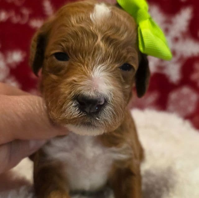 Merry-mini - Goldendoodle Female