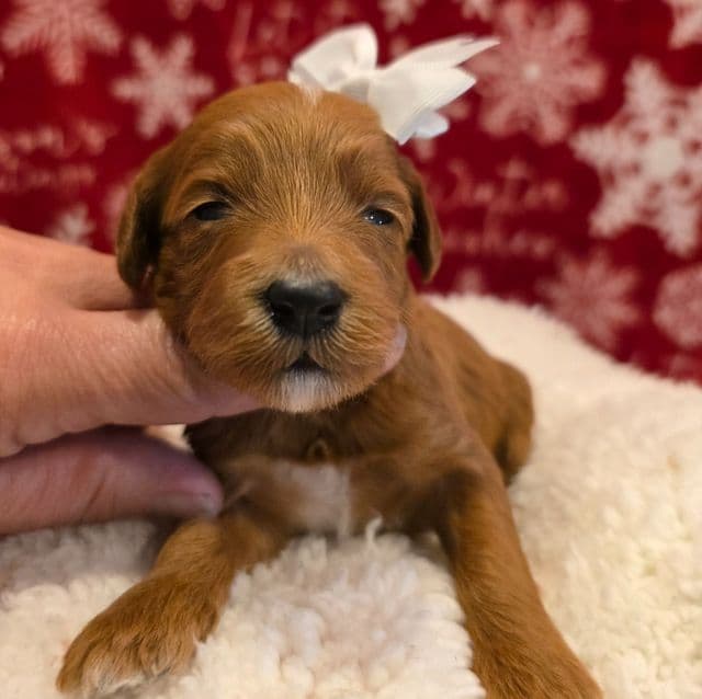 Angel-mini - Goldendoodle Female