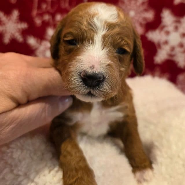 Blitzen-mini - Goldendoodle Male