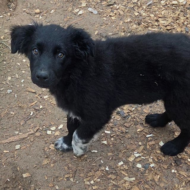 Kal - Australian Shepherd Male
