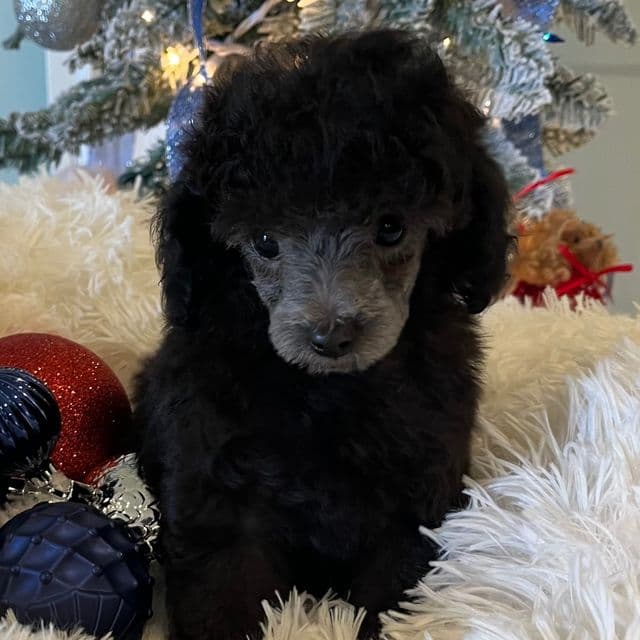 Nickel - Toy Poodle Male