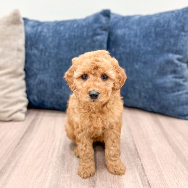 Angel - Goldendoodle Female
