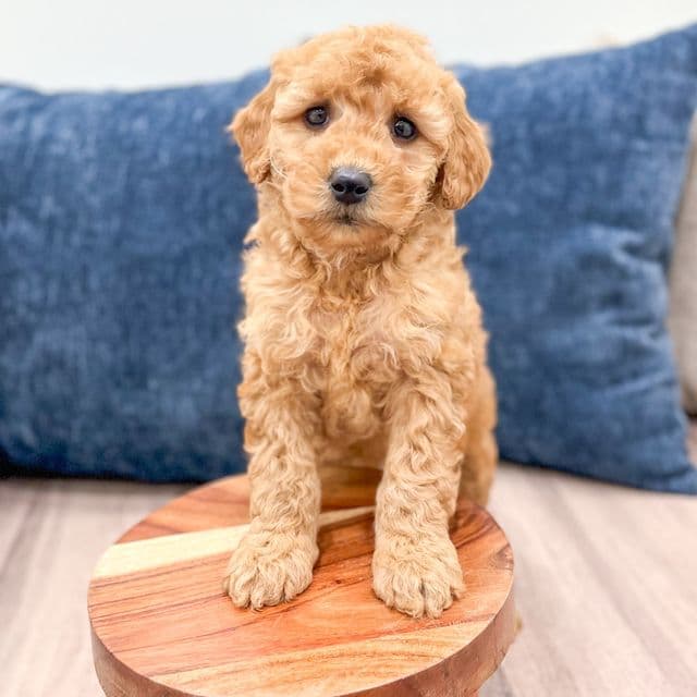 Angel - Goldendoodle Female