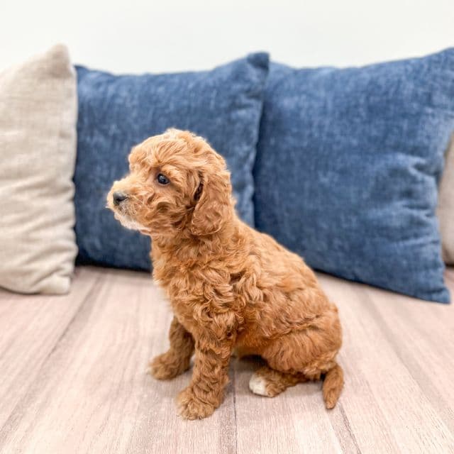 Jingle - Goldendoodle Male