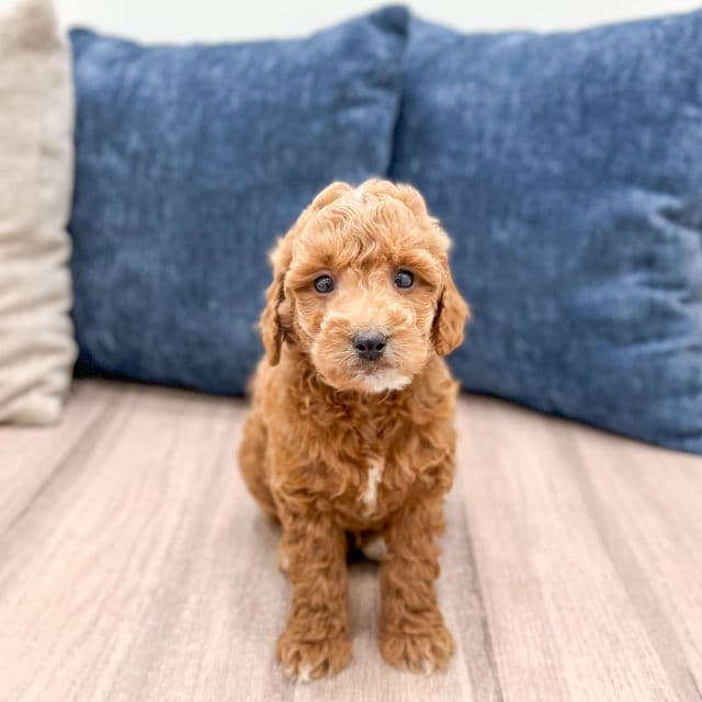Jingle - Goldendoodle Male