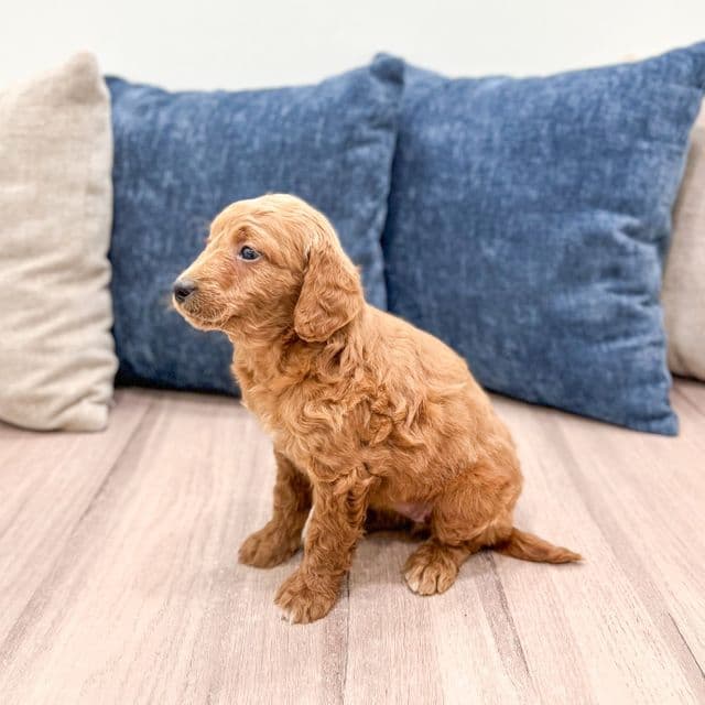 Noelle - Goldendoodle Female