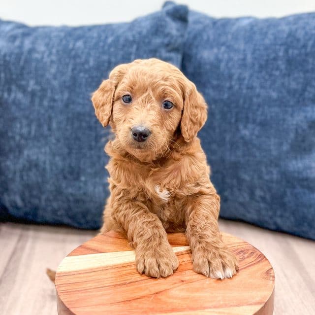 Noelle - Goldendoodle Female