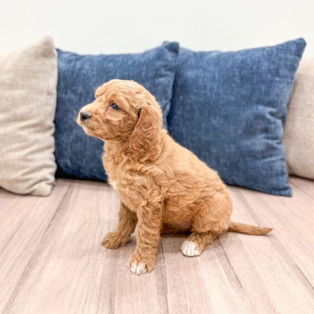 Snowflake - Goldendoodle Female