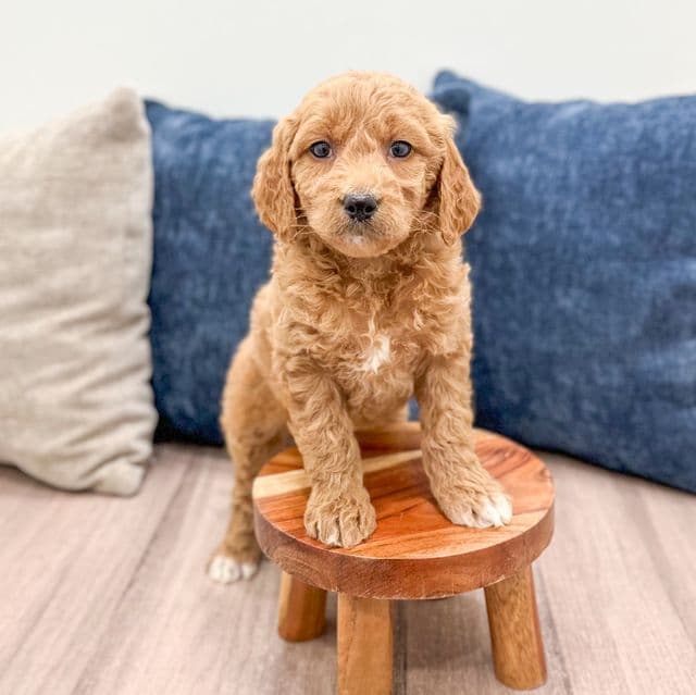 Snowflake - Goldendoodle Female