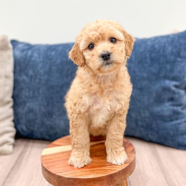 Snowy - Goldendoodle Female