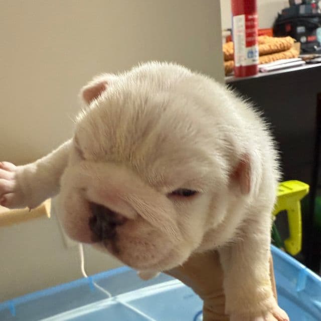 Polly - English Bulldog Female