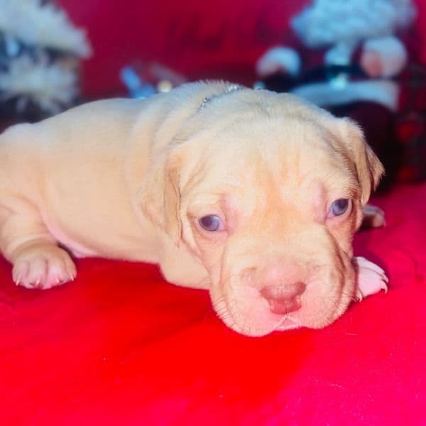 Male 3 - American Bully Male