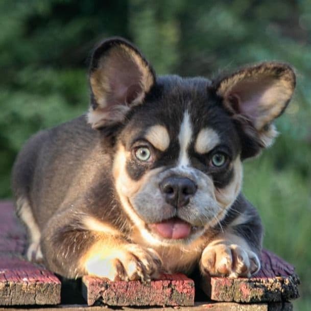 Caesar - French Bulldog Male