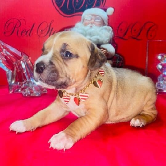 Female 1 - American Bully Female