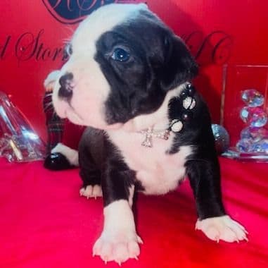 Male 3 - American Pit Bull Terrier Male