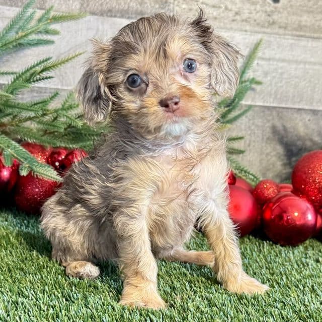 Ella - Cavapoo Female