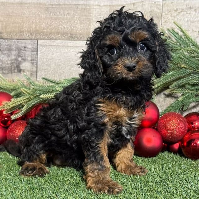 Dylan - Cavapoo Male