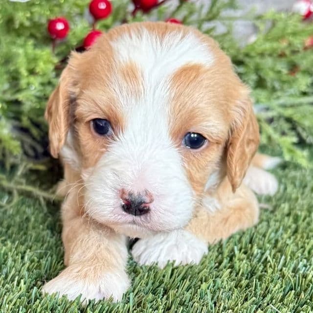 Caroline - Cavapoo Female