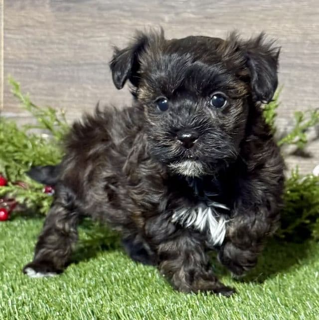 Harrison - Havanese Male