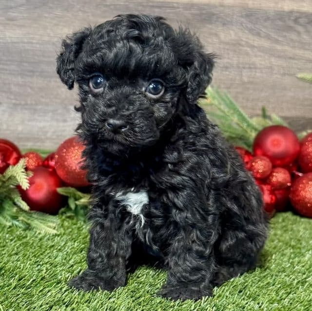 Porter - Maltipoo Male