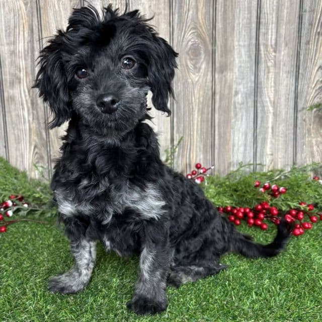 Quade - Maltipoo Male