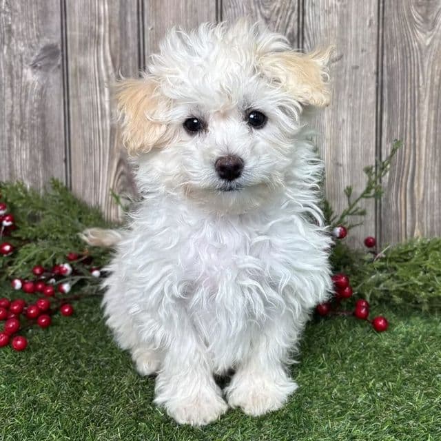 Melvin - Maltipoo Male