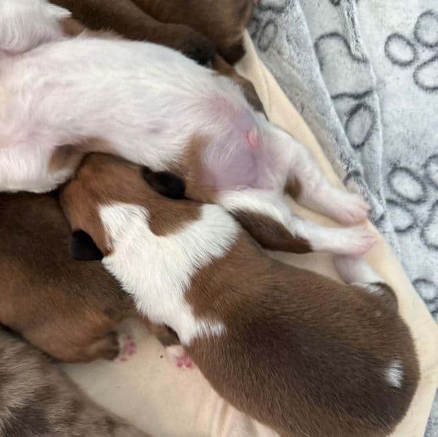 Steven - Pembroke Welsh Corgi Male