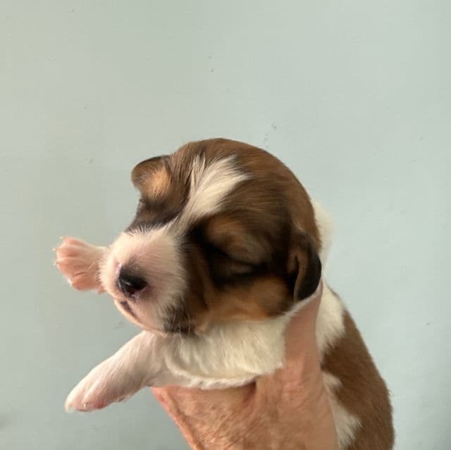 Steven - Pembroke Welsh Corgi Male