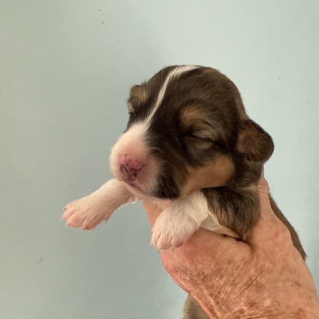 Sochi - Pembroke Welsh Corgi Female