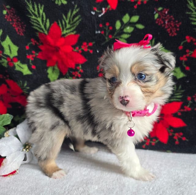 Princess  - Australian Shepherd Female