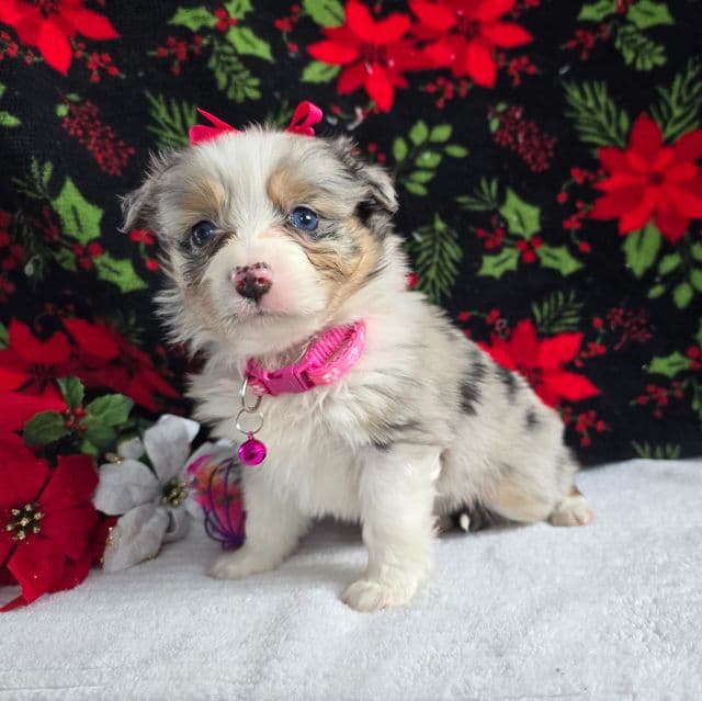 Princess  - Australian Shepherd Female