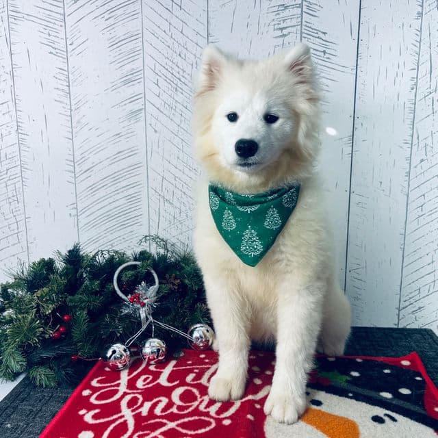 Riley - Samoyed Female