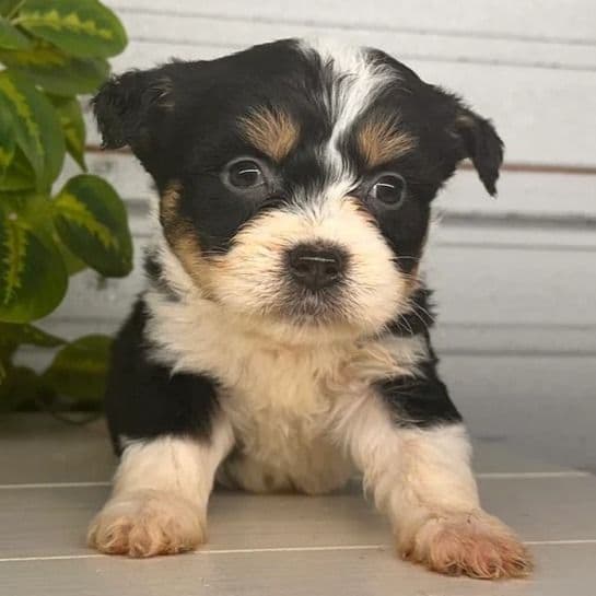 Willow - Bernedoodle Female