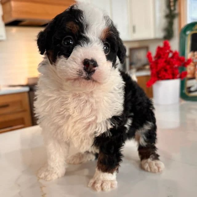 Coco - Bernedoodle Female