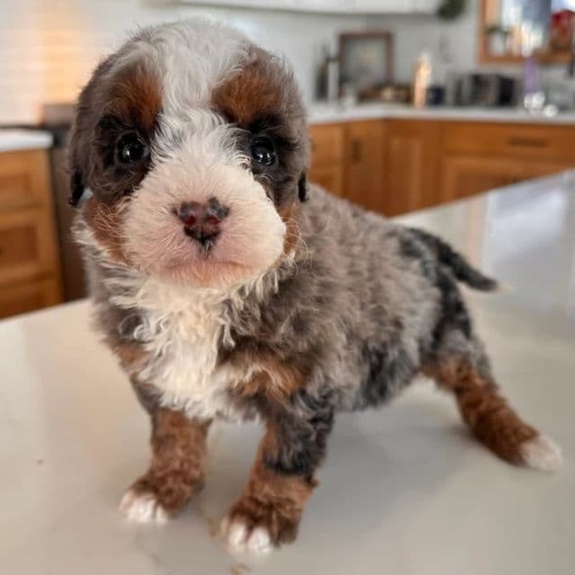 Nola - Bernedoodle Female