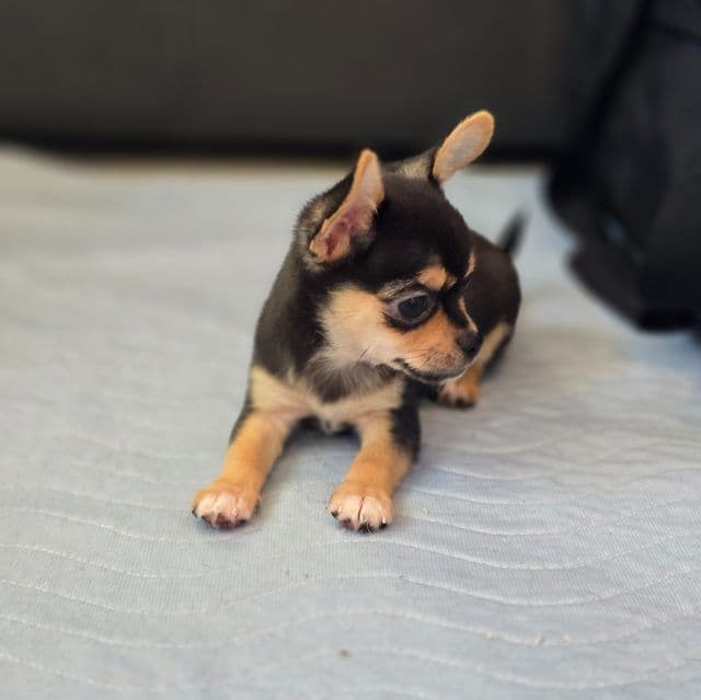 Rocky - Chihuahua Male