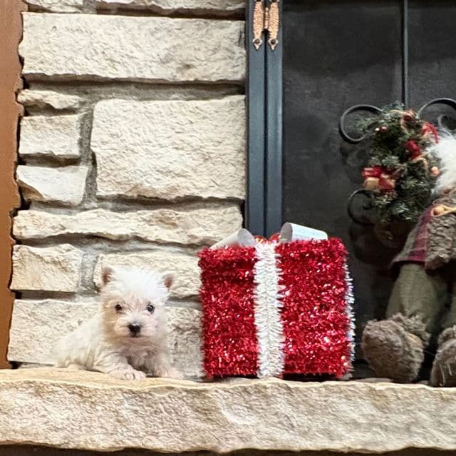 Kirby  - West Highland White Terrier Male