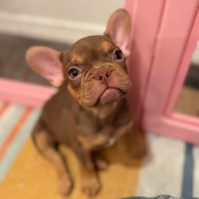 Rosey - French Bulldog Female