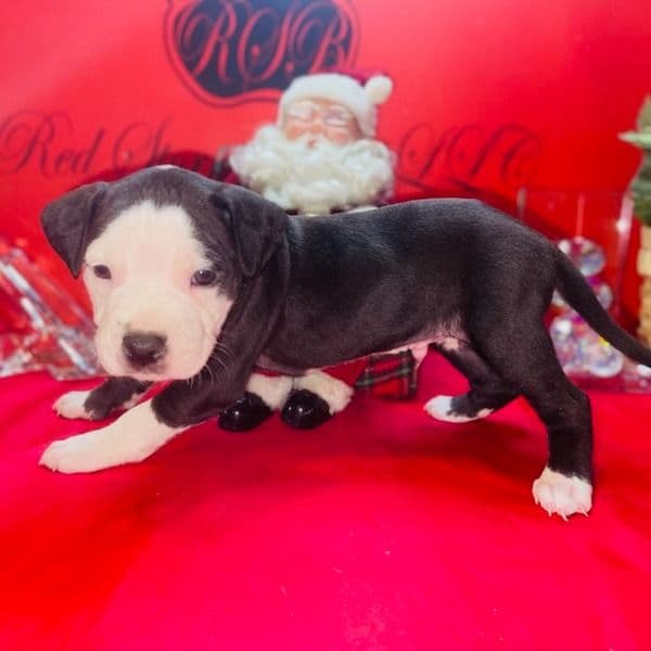 Male 2 - American Pit Bull Terrier Male