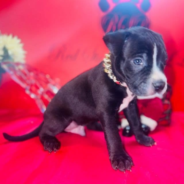 Male 3 - American Pit Bull Terrier Male