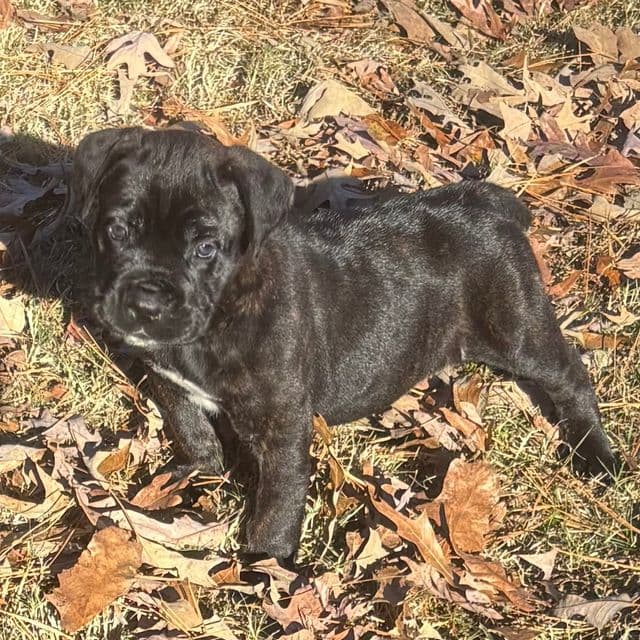 Prince - Cane Corso Male