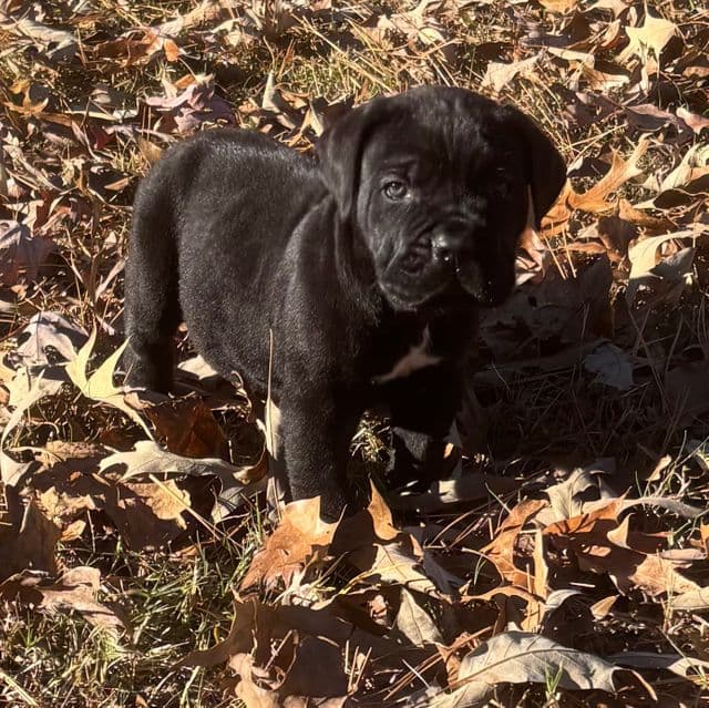 Justice - Cane Corso Male